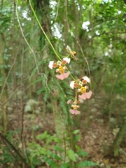 Tolumnia guianensis