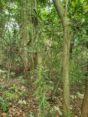 Tolumnia guianensis
