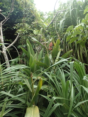 Alpinia koshunensis