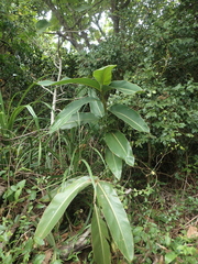 Alpinia koshunensis