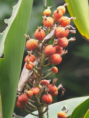 Alpinia koshunensis