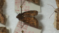 Oligia latruncula
