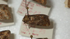 Oligia latruncula