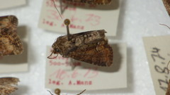 Oligia latruncula