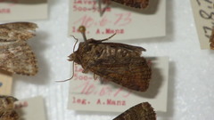 Oligia latruncula