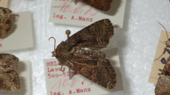 Oligia latruncula
