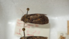Oligia latruncula