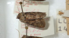 Oligia latruncula