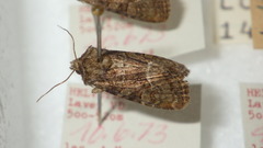 Oligia latruncula