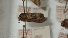 Oligia latruncula