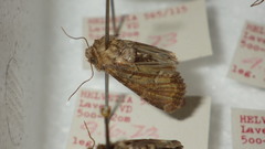 Oligia latruncula