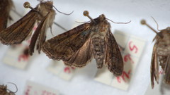 Oligia latruncula