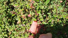 Chenopodium nutans