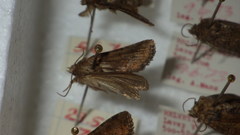 Oligia latruncula