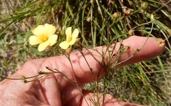 Linum sulcatum