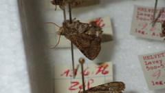Oligia latruncula