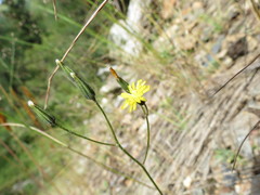Crepis multicaulis