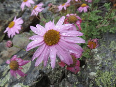 Chrysanthemum sinuatum
