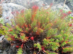 Rhodiola coccinea