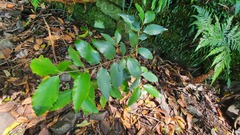 Atherospermataceae