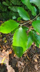 Atherospermataceae