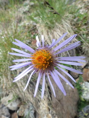 Aster flaccidus