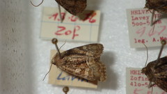 Oligia latruncula