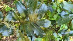 Syzygieae