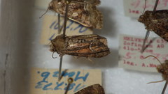 Oligia latruncula
