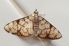 Aphytoceros lucusalis