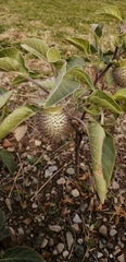 Datura innoxia