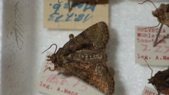 Oligia latruncula