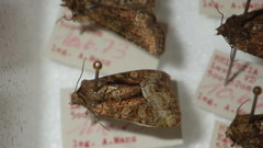 Oligia latruncula