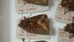 Oligia latruncula