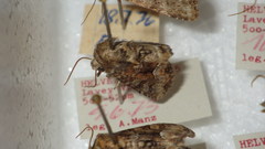 Oligia latruncula