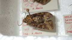Oligia latruncula
