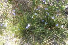 Orthrosanthus multiflorus