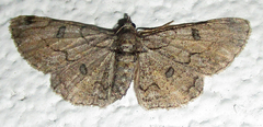 Orbamia octomaculata