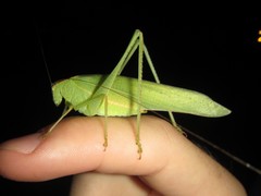 Caedicia pictipes