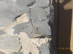 Gallotia galloti eisentrauti