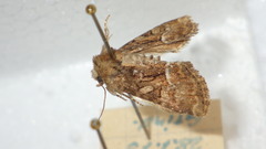 Oligia latruncula