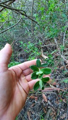 Pimelea altior