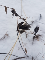 Astragalus suffruticosus