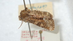 Oligia latruncula
