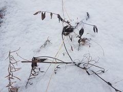 Astragalus suffruticosus