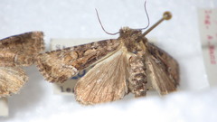 Oligia latruncula