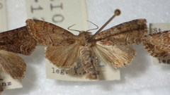 Oligia latruncula