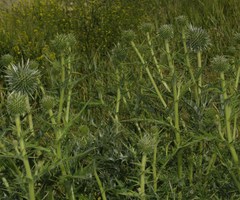 Echinops spinosissimus