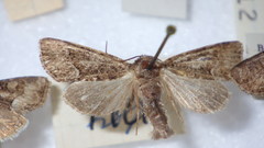 Oligia latruncula