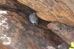 Elephantulus edwardii